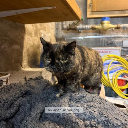 Foto 1/1 Gato encontrado Encontrado en Vuadens