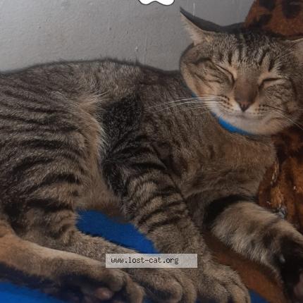 Foto 1/1 Alvin Chat perdido en Pretoria