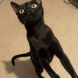 Foto del gato perdido en Mourenx