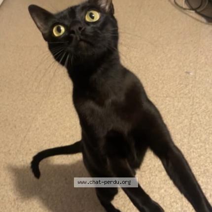 Foto 1/1 Bibou Chat perdido en Mourenx