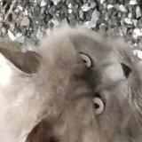 Foto de gato encontrado en Bugeat