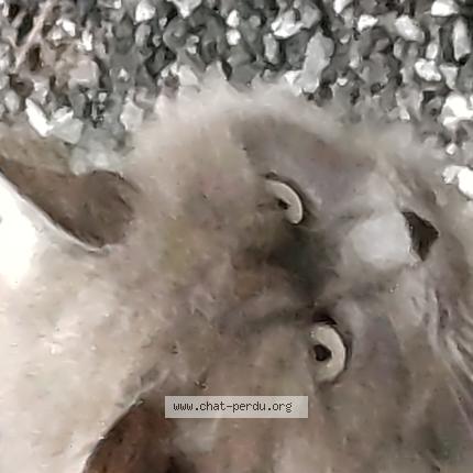 Foto 1/1 Gato encontrado Encontrado en Bugeat