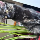 Foto del gato perdido en Aix Les Bains