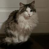 Foto del gato perdido en Communay