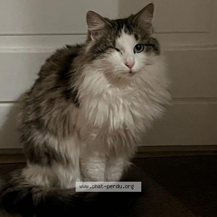 Foto 1/1 UMA Chat perdido en Communay