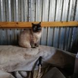 Foto de gato encontrado en Plounez