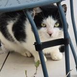 Foto de gato encontrado en Castelmaurou