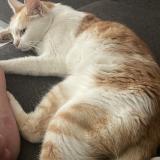 Foto del gato perdido en Marmande