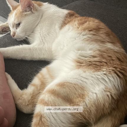 Foto 1/1 Corail Chat perdido en Marmande