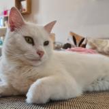 Foto del gato perdido en Wanze