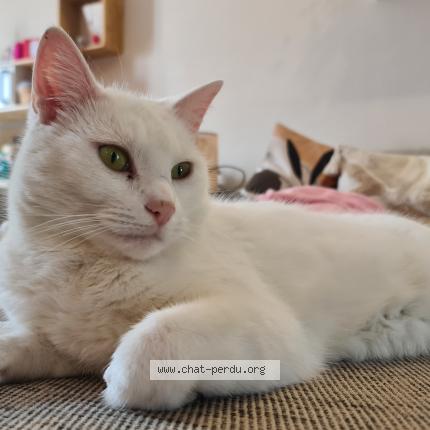 Foto 1/1 Lucifer Chat perdido en Wanze