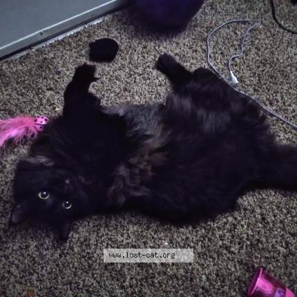 Foto 1/1 Kitty Chat perdido en Waxahachie