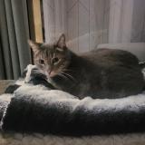 Foto del gato perdido en Tournefeuille