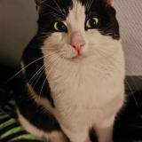 Foto del gato perdido en Orthez