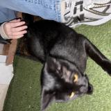 Foto de gato encontrado en Antibes