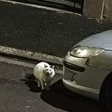 Foto de gato encontrado en Clermont Ferrand