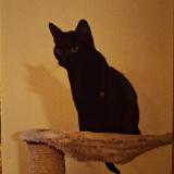 Foto del gato perdido en Semsales