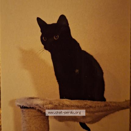 Foto 1/1 Bobby Chat perdido en Semsales