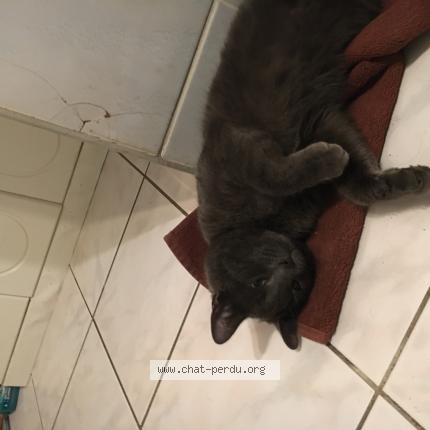 Foto 1/1 Apollo Chat perdido en Bonny sur loire