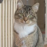 Foto del gato perdido en Brest