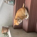 Foto de gato encontrado en Sotteville Les Rouen