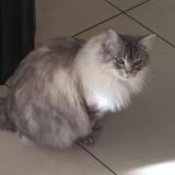 Foto del gato perdido en Chamalieres