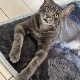 Foto del gato perdido en Montoire Sur Le Loir