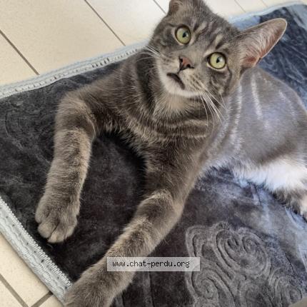 Foto 1/1 RÉGLISSE Chat perdido en Montoire sur le loir