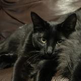 Foto del gato perdido en Englewood Co