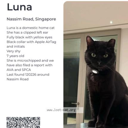 Foto 1/1 Luna Chat perdido en Singapore