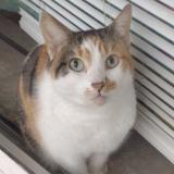 Foto del gato perdido en St Petersburg