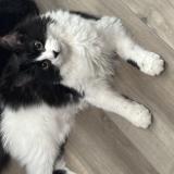 Foto del gato perdido en Temple