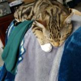 Foto del gato perdido en Gatineau Secteur Buckingham