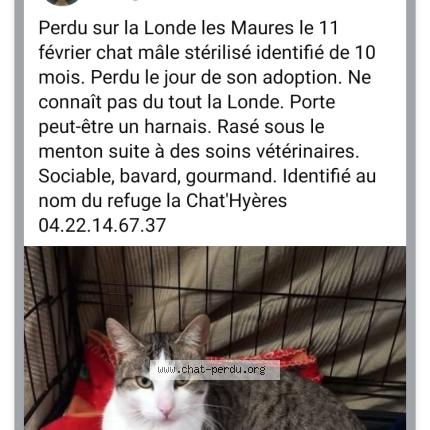 Foto 1/1 Spirou Chat perdido en La londe les maures