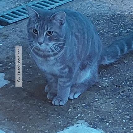 Foto 2/2 Gato encontrado Encontrado en Santenay