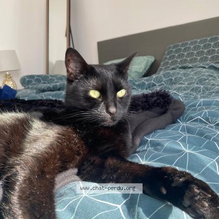 Foto 1/1 Louna Chat perdido en Martignas sur jalle