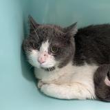 Foto de gato encontrado en Vendome