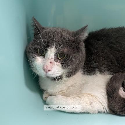 Foto 1/1 Gato encontrado Encontrado en Vendome