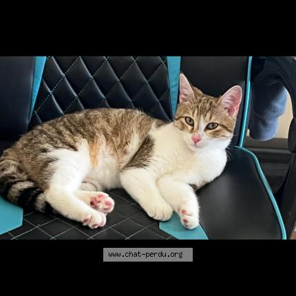 Foto 1/1 Apolo Chat perdido en Mouzeuil saint martin