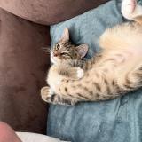 Foto del gato perdido en Croix