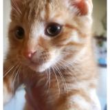 Foto del gato perdido en Moncton