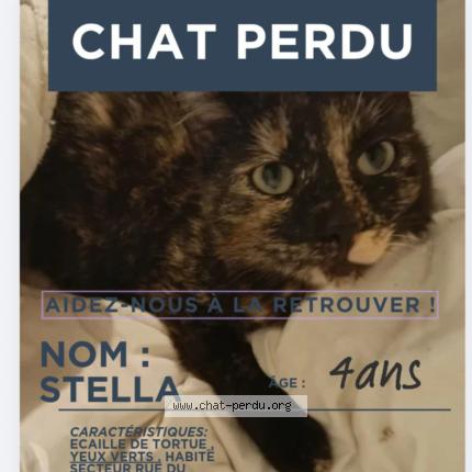 Foto 1/1 Stella Chat perdido en Ancerviller