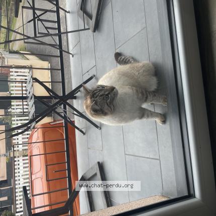 Foto 1/1 Gato encontrado Encontrado en Varangeville
