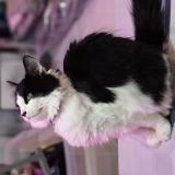 Foto del gato perdido en La Gorgue