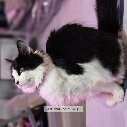 Foto 1/1 Karma Chat perdido en La gorgue