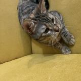 Foto del gato perdido en Montpellier