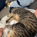 Foto del gato perdido en Maze Milon