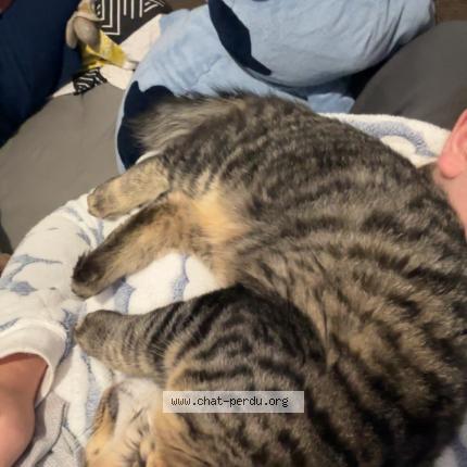 Foto 1/1 simba Chat perdido en Maze milon