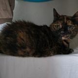 Foto de gato encontrado en Bar Le Duc