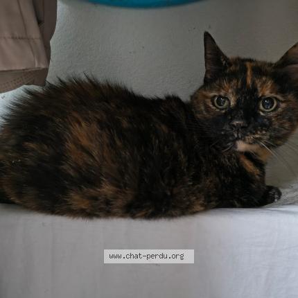 Foto 1/1 Gato encontrado Encontrado en Bar le duc